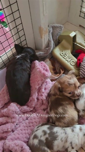 Merle (and a chocolate lol) chihuahua puppies are so sweet when they sleep! 🩷🩷🩷🩷