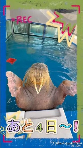《鳥羽水族館》セイウチ「ツララ」の誕生日まであと４日‼️#鳥羽水族館 #animals #セイウチ #walrus #誕生日
