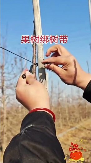 Special tree tying belt for windproof and seedling protection of fruit trees,