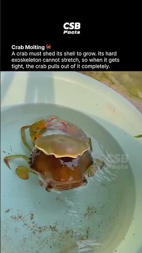 Crab Leaves Its Body?! 🤯🦀 | Molting Explained
