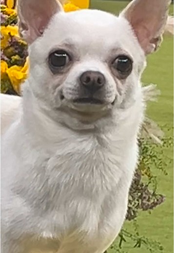 Chihuahua Wins Best in Show at Dog Show