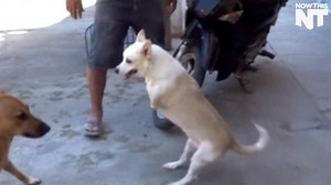 834K views · 6.9K shares | This dog only has two legs, but she's got it all figured it out | NowThis | Facebook