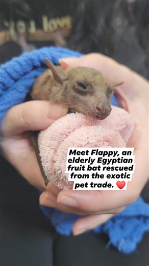 Flappy hopes everyone's Tuesday is going as good as hers... full of treats, naps, and scratches. ❤️ | Bat World Sanctuary