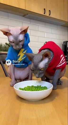 Sphynx Cat Smacks Her Friend While Eating 😹🍽️ | Funny AI Animal Clip
