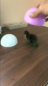 A duck dancer auditions and comes across the strangest song: The Seven Calabash Brothers