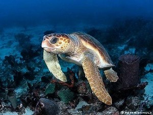 Loggerhead Sea Turtles ~ MarineBio Conservation Society