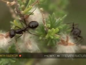 Busy ants work for a common cause - video Dailymotion