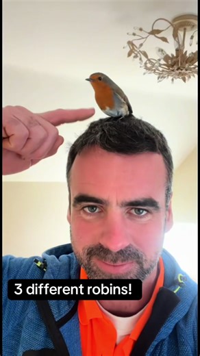 Robins and Spiritual Connections to Lost Loved Ones