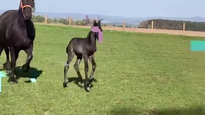 71K views · 2.7K reactions | This little guy is gorgeous, Kalypso and Hercules baby. | Friesians Scotland | Facebook