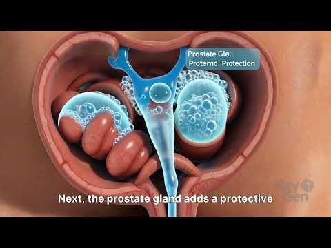 How Sperm is Made: The Complete Process