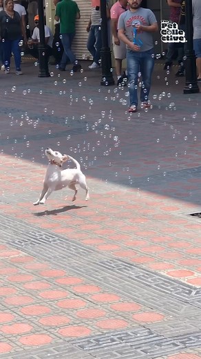 765K views · 2.3K reactions | This pup knows how to pop! 﫧殺 | The Pet Collective | Facebook