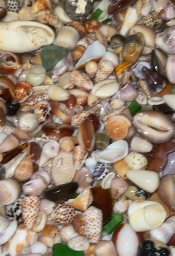 Most of this was returned before you get your panties twisted🙏🏼 #shell #hawaiitiktok #fyp #trending #seashells