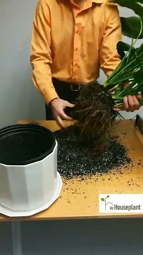 Peace Lily Repotting (Step-By-Step Video Guide)