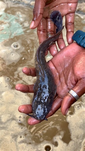 mini pond ke ander se pakerliya catfish🐟😍(810) hindi fishing video #fishingvideo