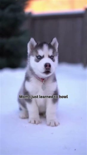 Just learned how to howl 🐺🥺
