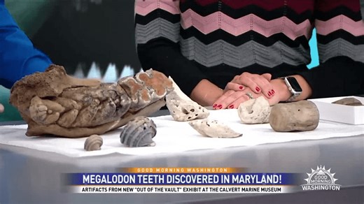 Discover Megalodon secrets with newly unveiled fossils at Calvert Marine Museum