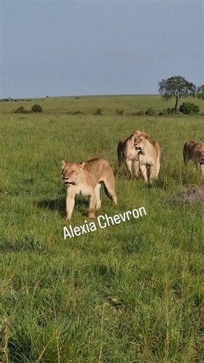 Our beautiful rongai girls looking for food 💕 | Alex Chevron