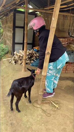 how to do normal Goat breeding