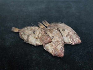 Buy Fresh John Dory Fish Online for Home Delivery