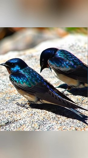 So so beautiful swallow | Nature's Palette