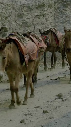 2.2K views · 61 reactions | When the global trade of equids and their products do not meet international standards, animal diseases can easily spread to new areas, thus affecting animal health and welfare. Our standards specific to the welfare of working equids aim to improve donkeys’ living conditions. | World Organisation for Animal Health | Facebook