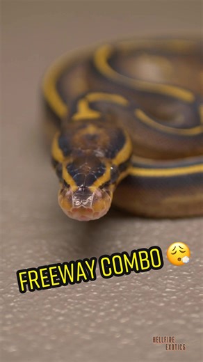 Freeway Ball Pythons 🔥 #hellfireexotics #ballpython #ballpythons #reptiles #ballpythonbreeder #ballpythonmorphs #reptilebreeder #freeway #reptilesoftiktok #reptilesofinstagram #reptileshow #freewayballpython