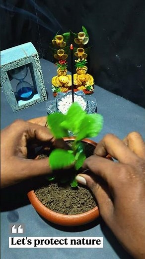 How to create mini forest #bonsai #plants #gardening