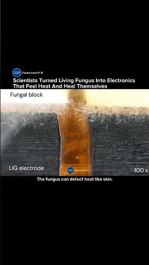 Scientists Created Living Fungal Electronics That Can Feel and Heal Themselves #electronics #tech