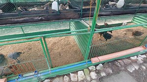 The close-up view of the brooder-grower house at Philippine Native Chicken. #organicnativechicken #native #ExCELCARES #cpufeeds #philippinenativechicken #commercialproductionofphilippinenativechicken #cputechnology #howto #chickencoop #nativechicken #commercialproductionofPhilippinenativechicken #CPU #How #cpu #chicken #PhilippineNativeChicken #commercialproductionofnativechicken #howtoraisenativechicken #CPUFeeds | Philippine Native Chicken