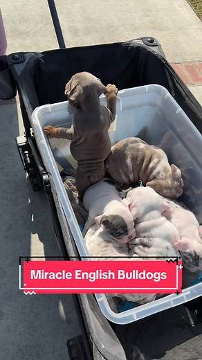 Miracle English Bulldog Puppies Available for Adoption in 1 Week