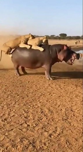 Hippo Charges With Lions Clinging to Its Back