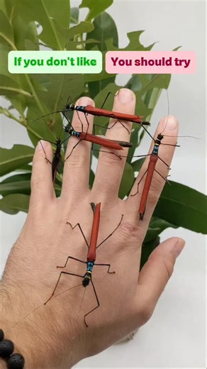 🌿 If you don't like stick insects, you're gonna catch these spines! 🫣 While most stick (and leaf) insects spend their lives playing hide and seek, some don't mind being in the spotlights - they have fancy colors and just fly away when noticed 🪩. Aaaaand then you have some, like the thorny devil stick insect, who just pinch you very, very hard when you get too close for comfort 🗡️. 🌱 The world of stick and leaf insects is incredible diverse, what's not to like? Follow me to see more of these