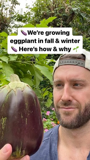 🍆🍆 Growing eggplant (and other fruiting vegetables) in fall and early winter may seem kind of strange. But in the right climate and conditions, it’s the perfect time! I’m in growing zone 9b (Orlando, FL 🙌) and fall is the perfect time because summer is just too hot for the fruit to set. 🍆 By knowing your growing zone, you can plan around expected times of frost. In zone 9b, I shouldn’t expect frost until late December. ☃️Fruiting plants hate frost and most won’t even set fruit with temps bel