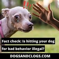 Fact Check: Is Hitting Your Dog For Bad Behavior Illegal?