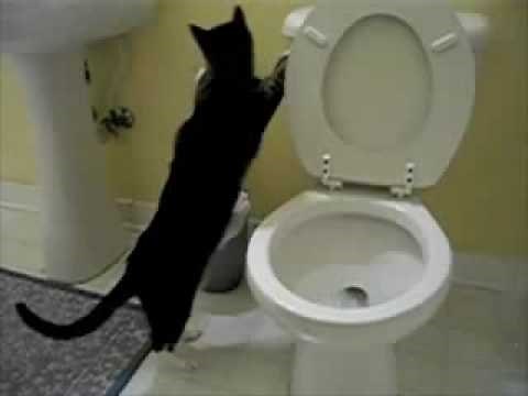 Cat Flushing A Toilet Music Video Parry Gripp