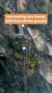 30K views · 422 reactions | Harvesting “mad honey” is a high-risk job. #Nepal #MadHoney #HoneyHunting | Business Insider Africa | Facebook