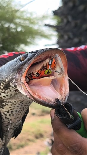 hydro jet frog jaint Snakehead fishing #fishing #snakehead