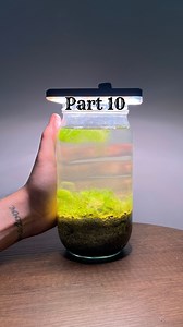 86K views · 10K reactions | 150 days ago, I collected some water and sand from the edge of a waterfall and put it in a jar. Watching its development is exciting.  . . . . . . . #ecosystem #ecosystems #ecosysteme #indoorjungle #indoorplants #jar #jungle #terrarium #vivarium #aquarium #aquariumhobby #aquariumfish #aquariumlife #aquariumtank #dirtedtank #dirtedaquarium #aquascaper #aquascaper #aquascaping #aquascapes #ekosistem #akvaryum #teraryum | Erdem Gürman | Facebook