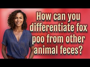 How can you differentiate fox poo from other animal feces?