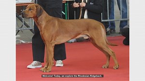 Top 10 Fascinating Facts About the Rhodesian Ridgeback