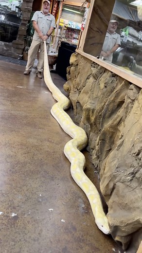 331K views · 212 reactions | Giant Massive Python is almost 20 Feet...