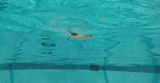 Rapala Skitter Walk Review & Tutorial [Underwater Footage]