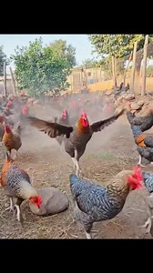 Rearing local chickens is one simple investment people do not value but it quietly brings steady profit when you do it well. It does not require big capital. You can start small and grow the flock. Local chickens survive on little feed. They adapt to the environment and hardly fall sick. They also reproduce fast and you can sell their eggs, the growers and the mature birds. #farmingTech #chicken #poultryfarming | Farming Tech& Business