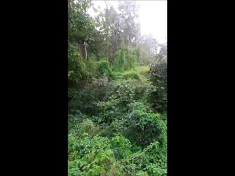 More Bigfoot Howls - Applachain Foothills of WV