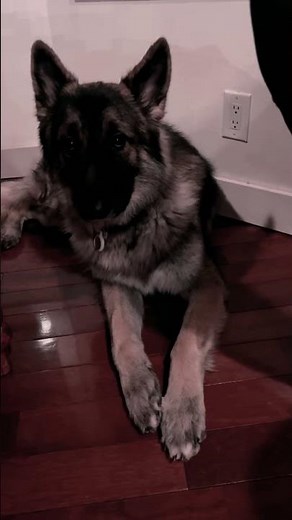3 different generations of Shiloh Shepherd dogs at mealtime #shiloh #shilohshepherd #gsd