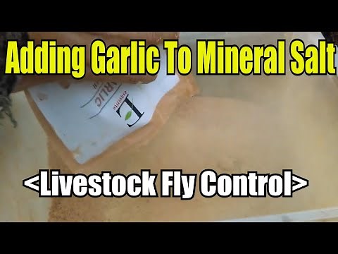 Adding Garlic To Mineral Salt, Livestock Fly Control