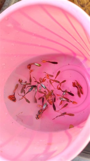 “Beautiful Fish Pond Setup & Design Ideas ” #shrots#ytshorts#aquarium#fishtank#fish