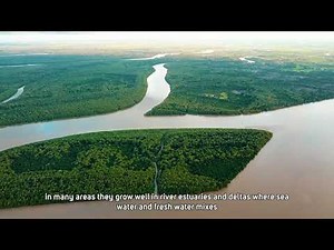The Rufiji Delta Mangrove Forest Reserve, Restoration and Livelihoods