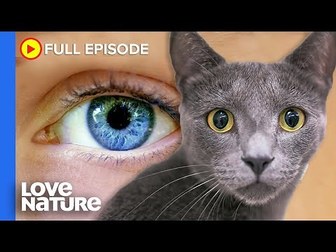 How Animals Perceive the World vs Humans | Animal Senses Ep106