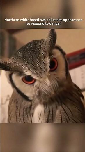 Funny owls🤣🤣 #funny #funnypetsmoments #pets #funnypet #cute